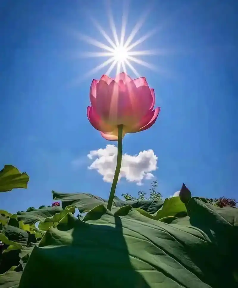 迎着光,拥抱世界,勇敢的,向前走!心若莲花,向阳而生,愿所有 - 抖音