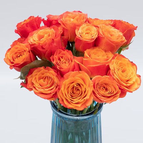 基地直发红玫瑰花斗南直批家庭水养玫瑰花活动 金辉(16支 4支防损耗)