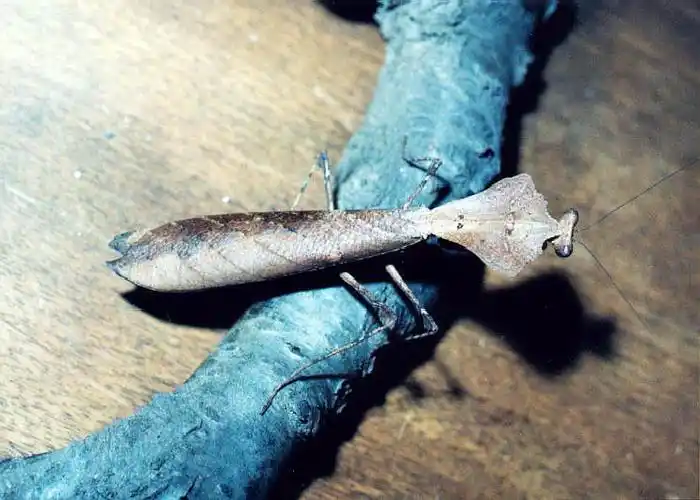 p>勾背枯叶螳螂,学名deroplatys desiccata,是来自马来西亚的大螳螂