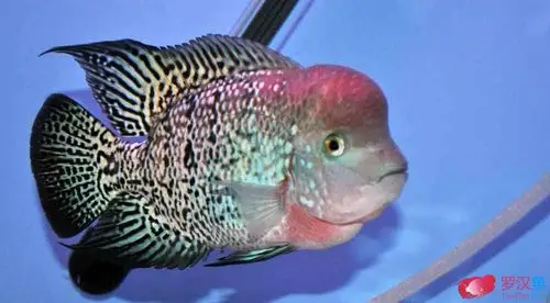 【身边的罗汉鱼】自养,蛇纹彩虹王~!