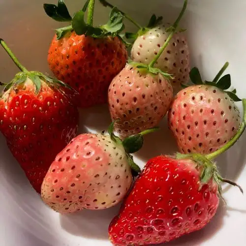 水果店买的草莓,吃完还可以随手种出草莓?