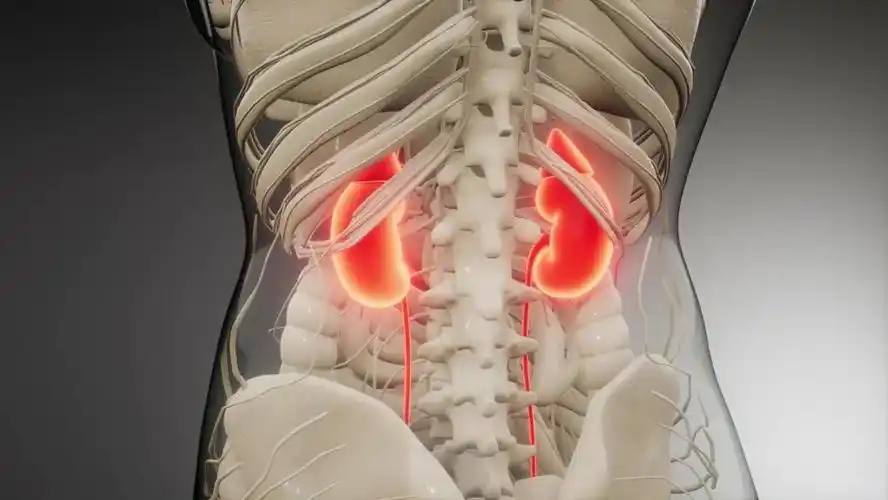 沉甸甸!肾在哪个位置图"一致好评"-第2张图片-小兔博客