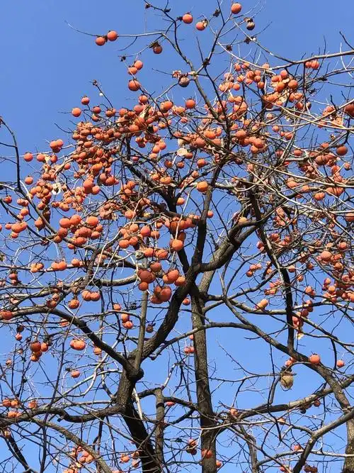 云丘山景区到处可以看到柿子树,野生柿子可以用来制作柿饼,很甜很美味