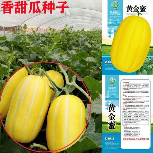 原装黄金蜜甜瓜种子早熟香甜瓜种子四季特甜不易裂果甜瓜种子