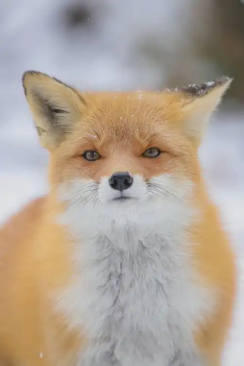 雪中的高颜值小狐狸太美了