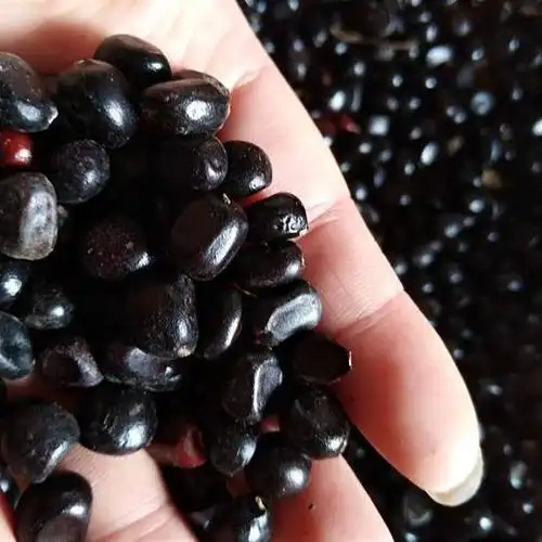 芍药种子 菏泽牡丹芍药基地自产自销芍药籽.颗粒饱满,精挑细选