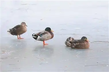 野鸭为何光脚丫不怕冻