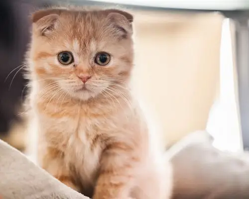 可爱的宠物,苏格兰折耳猫 高清壁纸35 - 1280x1024