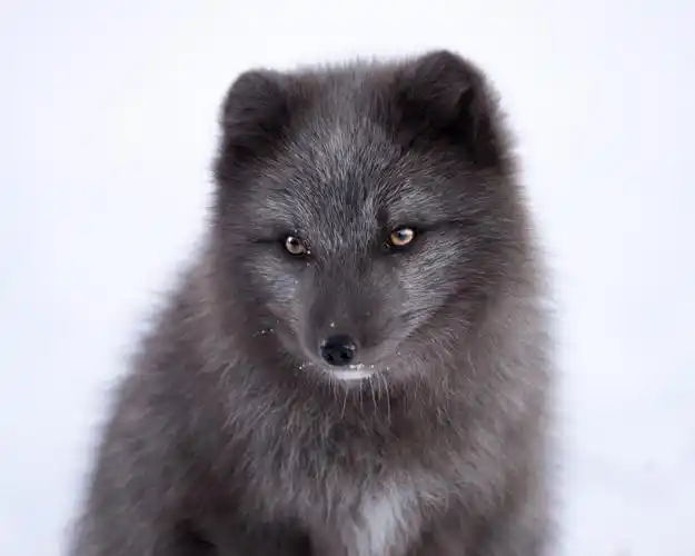 大自然,银黑狐,狐狸,动物,银黑狐壁纸