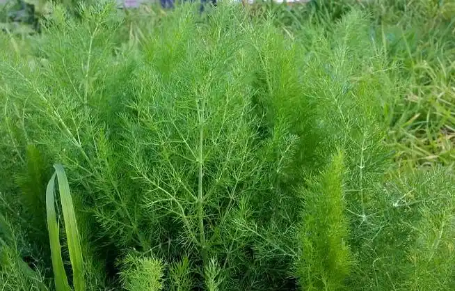 小茴香 种植 - 2020年最新商品信息聚合专区 - 百度爱采购