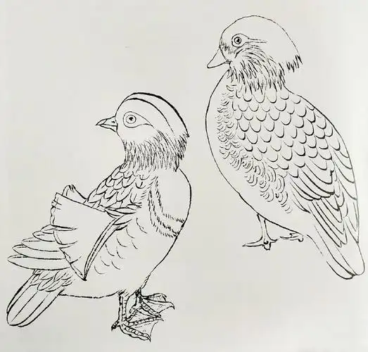 鸳鸯图片鸳鸯和野鸭子的区别鸳鸯线描 鸳鸯白描 鸳鸯素描图片工笔画