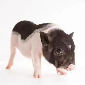 小型好养迷你幼体网红泰国小香猪长不大活体宠物猪好养幼崽活物猪