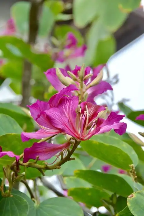 紫荆花爱我 我爱紫荆花