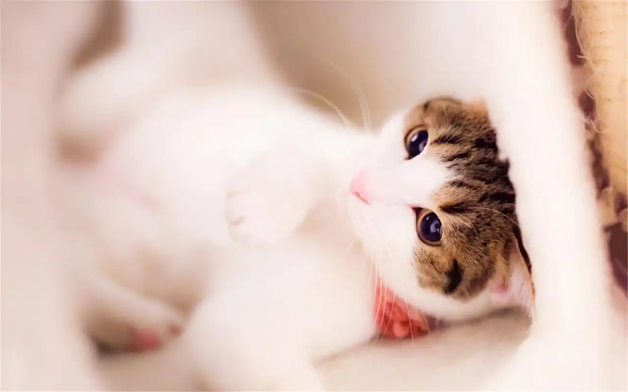 呆萌治愈系可爱萌宠小猫咪精选电脑桌面壁纸下载