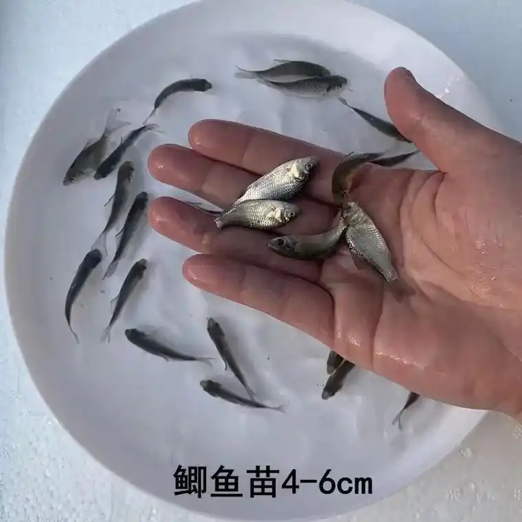 红草鱼苗 #金草鱼苗 #草鱼苗 #鲫鱼苗 #水产养殖 #鲤 - 抖音