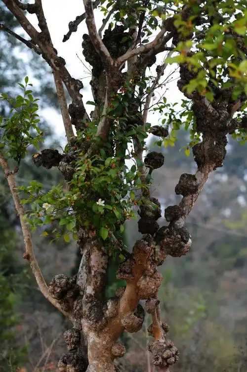 走遍江山之三——千年古寺