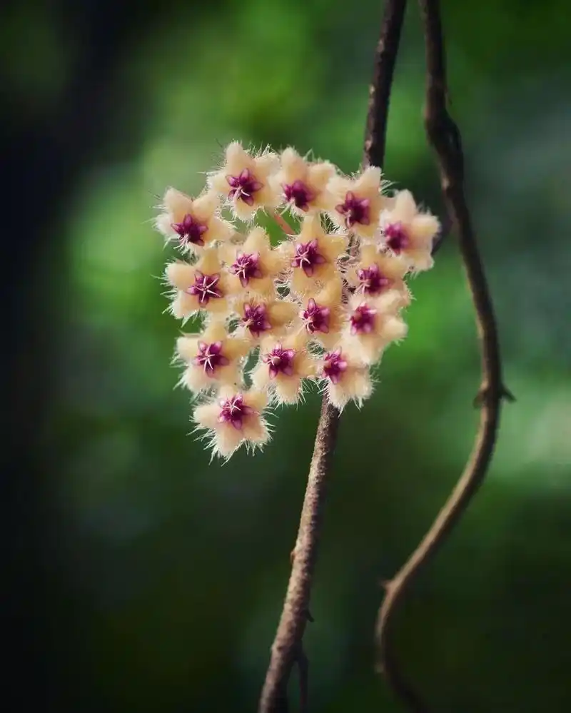 可可爱爱的植物,球兰,一种爬藤植物,开花特别好看,图片来源于 - 抖音