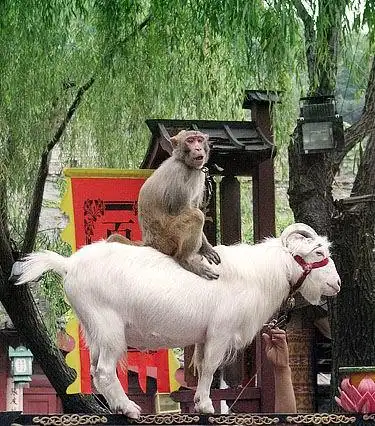 【小麦原创】猴子与羊de爱情