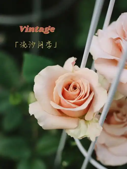 花园日记复古的流沙月季开花了