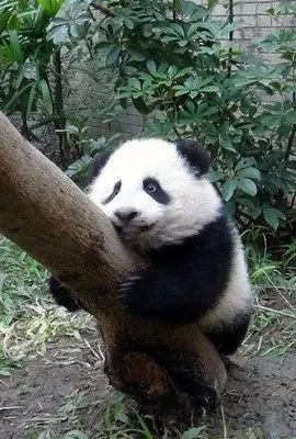 圆仔练习抱树.台北市立动物园供图