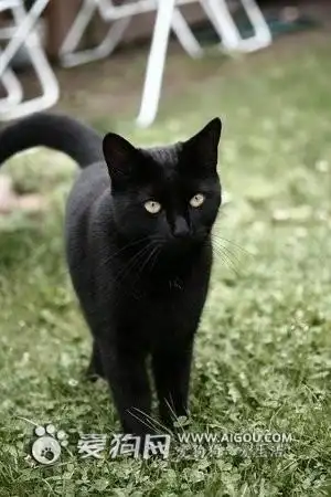 跪求,请问这是什么品种的猫?