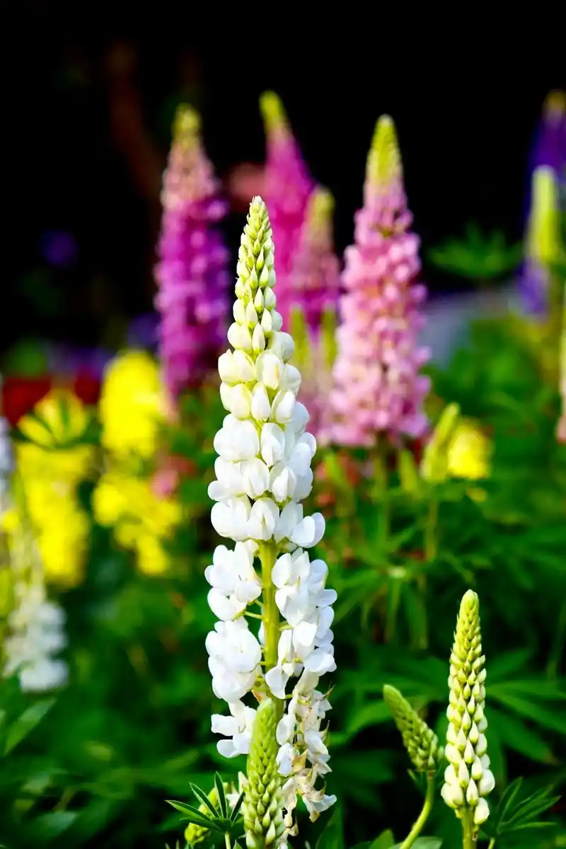 鲁冰花.#摄影##我的摄影 #摄影作品 #摄影日记 - 抖音