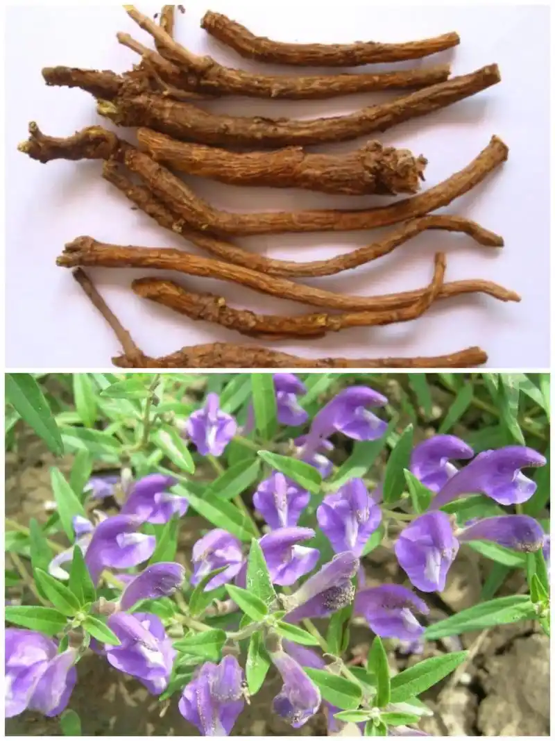 北方药材常识:黄芩又名山茶根,为唇形科黄芩属多年生草本植物; - 抖音