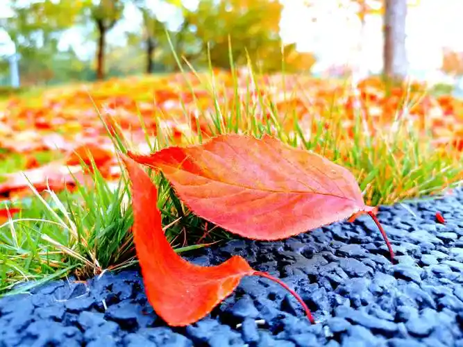 一片落叶点缀,也能成为一道风景.