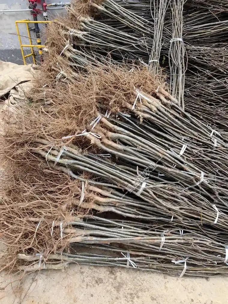 秋月梨的图片及品种介绍梨树苗怎么培