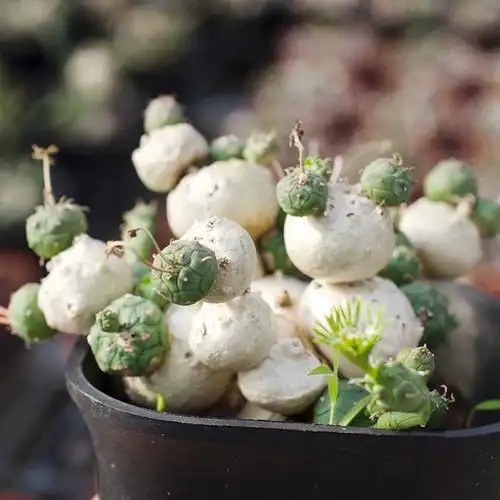 花间一多肉globosa玉鳞宝又名松球麒麟大戟科球形南非块根植物