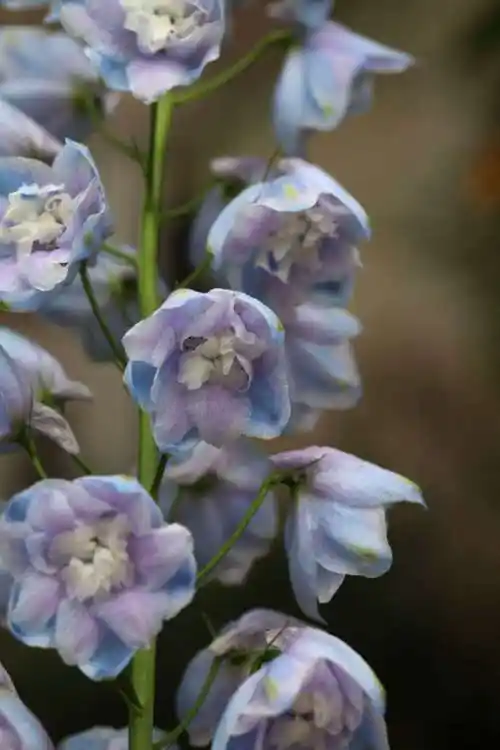 大花飞燕草图片(大花飞燕草图片欣赏)