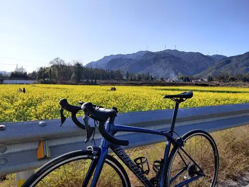 公路车配油菜花