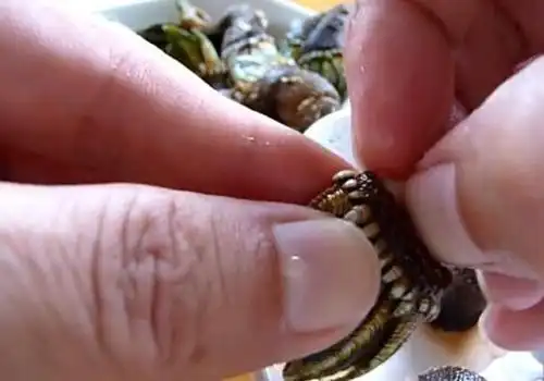 鹅颈藤壶为什么那么贵鹅颈藤壶吃什么部位