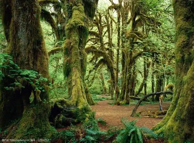 关键词:阿凡达星球3d 阿凡达 星球 3d 原始森林 丛林 自然风景 自然