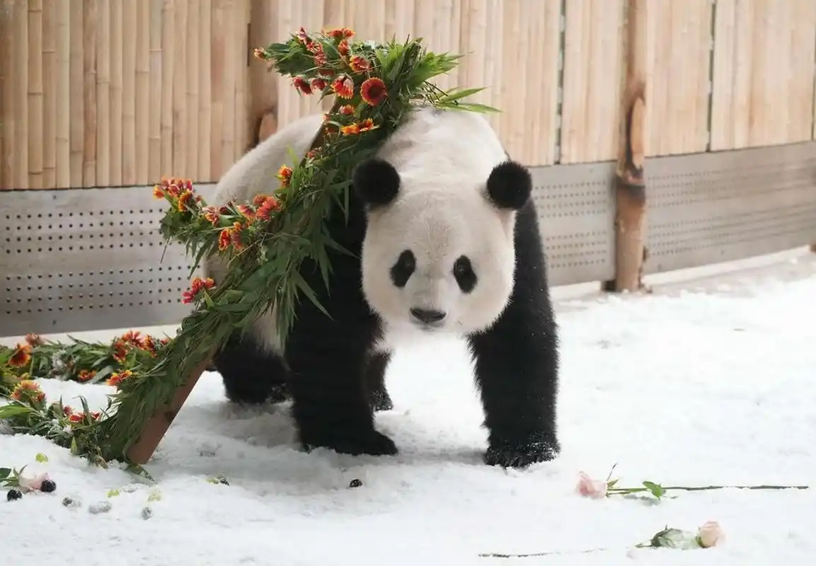 今天(8月12日)是大熊猫思嘉的第17个生日!