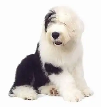 多乐士漆广告中的那只巨可爱de狗狗的品种是什么牧羊犬啊