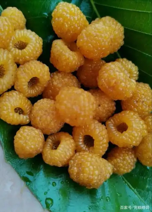 云南野生水果你知道几种