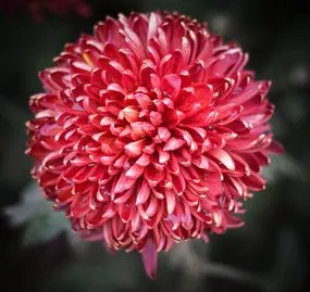 大红菊花高清图片下载_红动中国