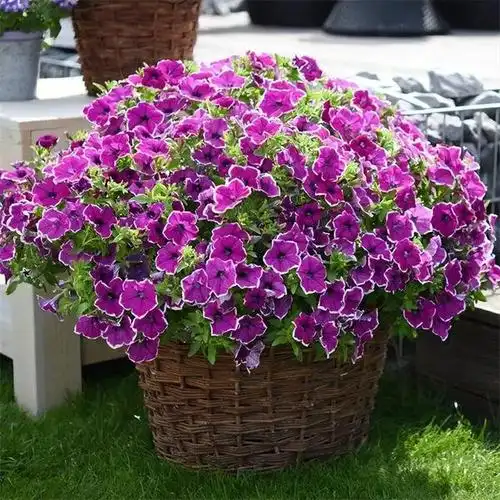 春天养花,就得选几盆爆盆的矮牵牛,小阳台,小窗台照样可以养,个个都爱