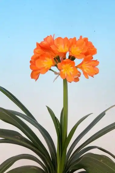 家里的君子兰突然开花了含义 君子兰开花是什么预兆