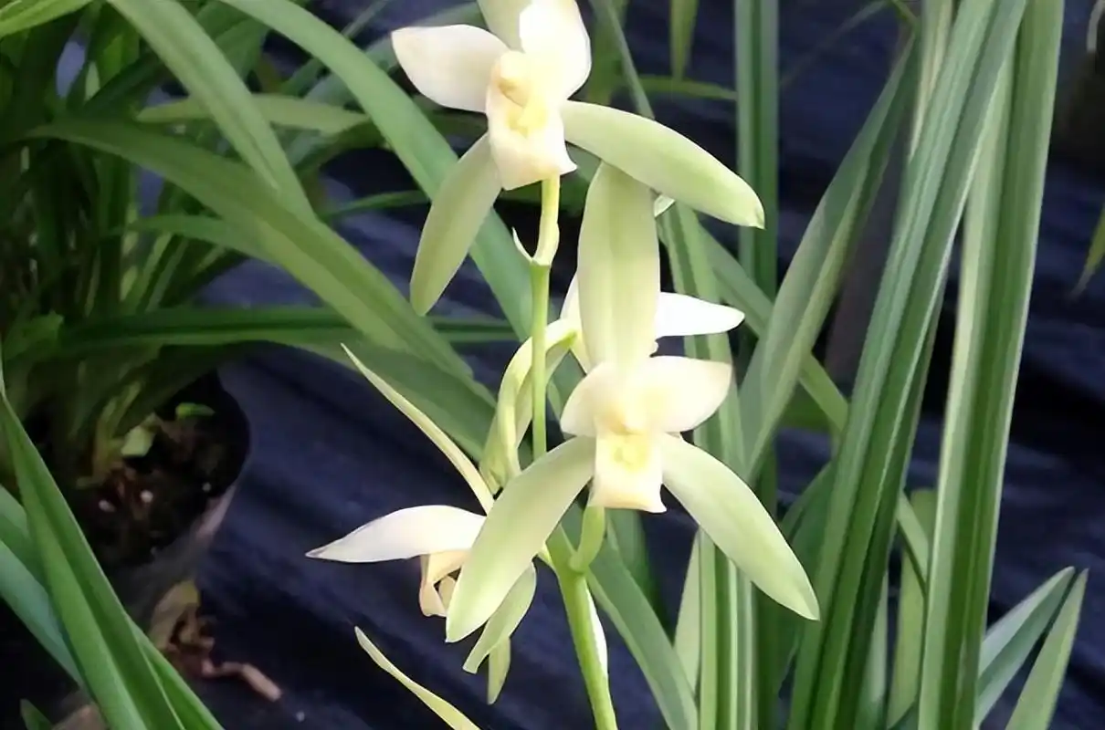 建兰里的素花:大凤素兰花,颜色纯正,香气浓,一起看看