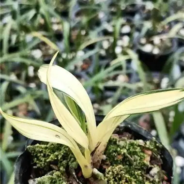 墨兰黄金达摩中透艺