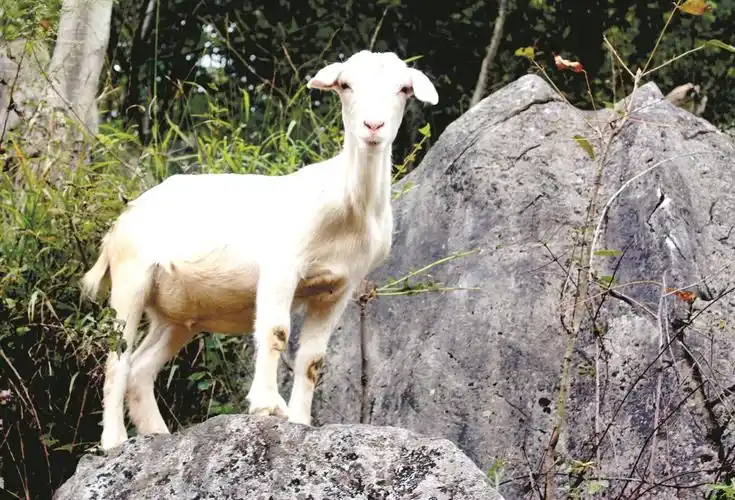 郧西县创新直播带货模式马头山羊成直播主角