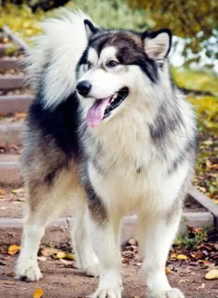 养大型犬一定要养阿拉斯加犬,养它的5大好处