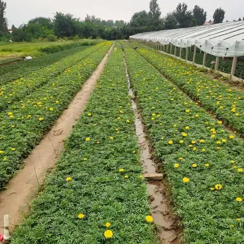 万寿菊 时令草花万寿菊 道路摆放用苗 青州万寿菊基地直发