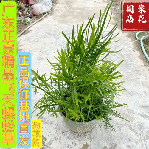 飞天蜈蚣草苗蓼神仙对坐草百足草石上蜈蚣药用价值高食用清热新鲜