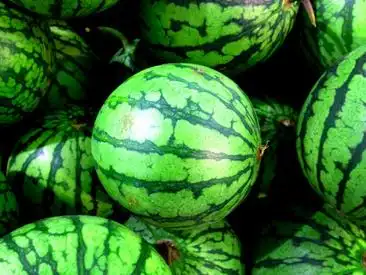 绿皮西瓜
