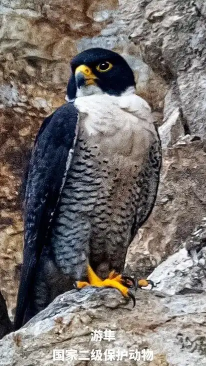 游隼-国家二级保护动物.游隼是世界上飞行速度最快的鸟类之一, - 抖音