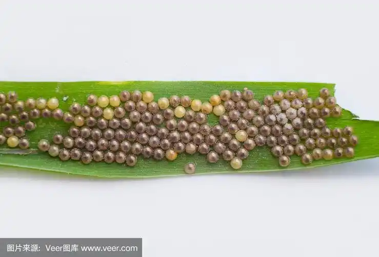 绿草叶上的圆点蜂蛾卵