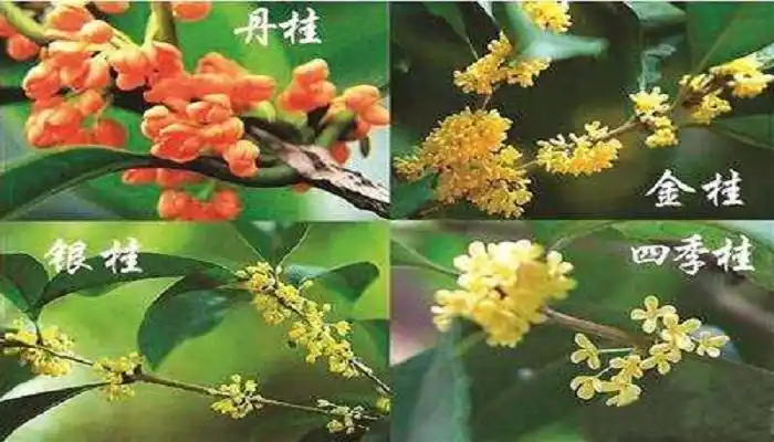 桂花种类区别图片说明